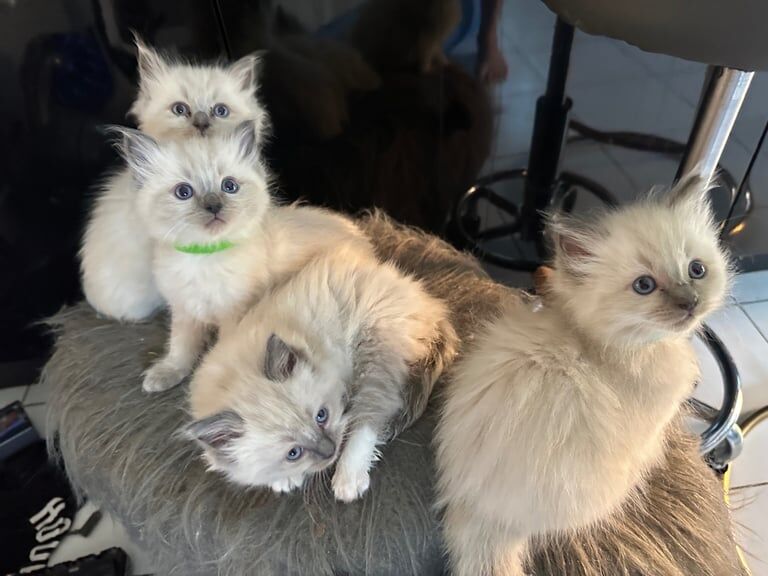 Ragdoll kittens for sale in Church Gresley, Derbyshire – 6 weeks old - Image 2 of 3