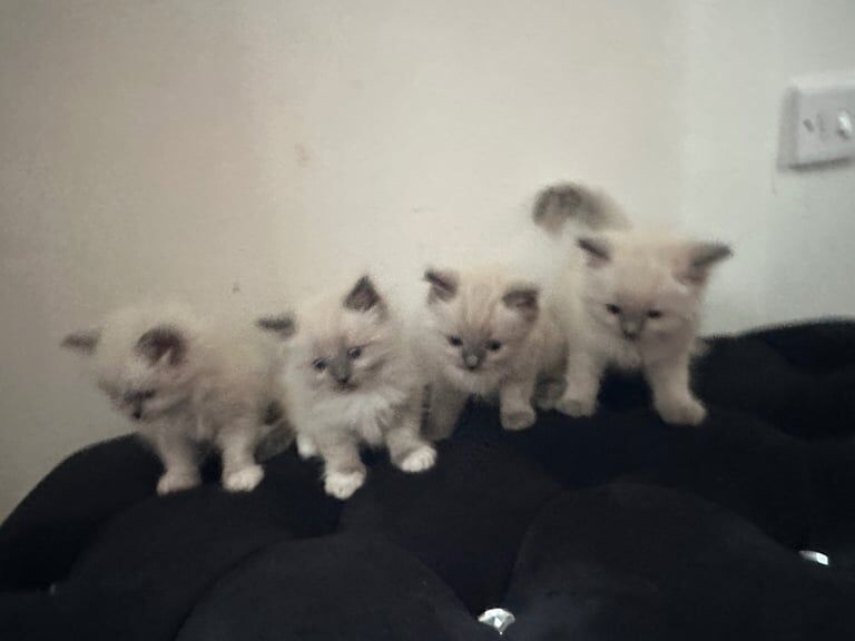 Ragdoll kittens for sale in Church Gresley, Derbyshire – 6 weeks old - Image 3 of 3