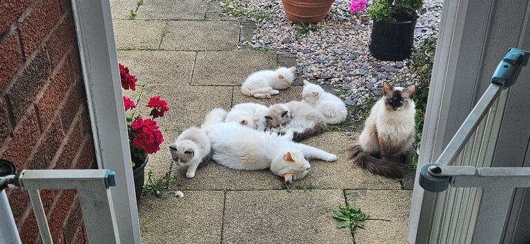 Ragdoll kittens for sale in Carnforth, Lancashire – 9 weeks old