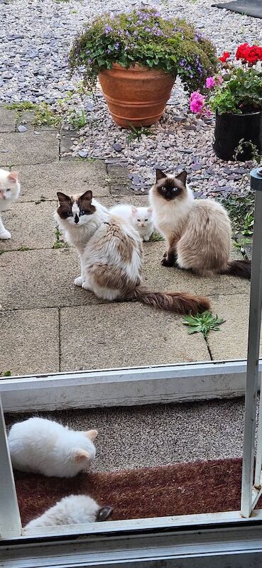 Ragdoll kittens for sale in Carnforth, Lancashire – 9 weeks old - Image 3 of 3