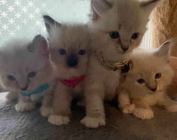 Ragdoll kittens for sale in Hawick, Roxburgh, Ettrick and Lauderdale – 6 weeks old