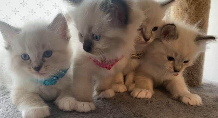 Ragdoll kittens for sale in Hawick, Roxburgh, Ettrick and Lauderdale – 6 weeks old - Image 2 of 3