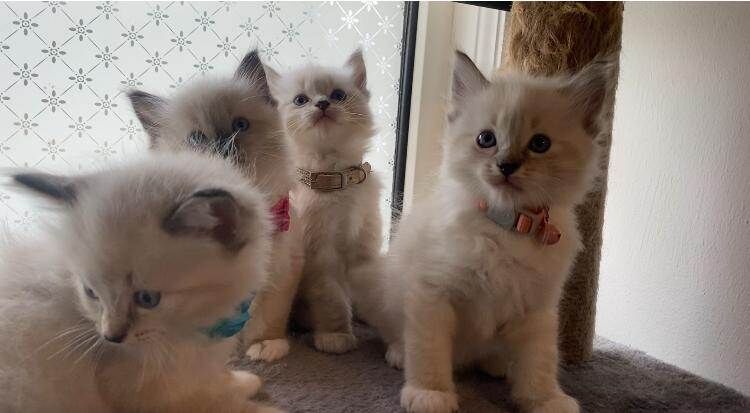Ragdoll kittens for sale in Hawick, Roxburgh, Ettrick and Lauderdale – 6 weeks old - Image 3 of 3