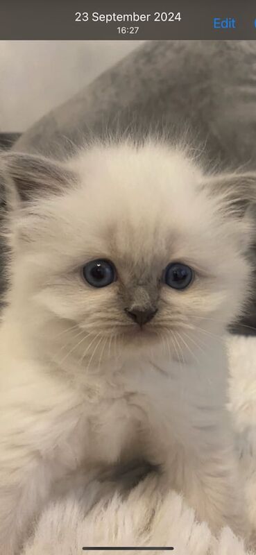Ragdoll kittens for sale in Bettws, Gwent – 3 weeks old