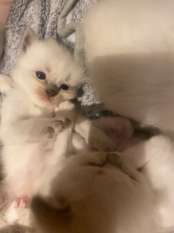 Ragdoll kittens for sale in Bettws, Gwent – 3 weeks old - Image 2 of 3