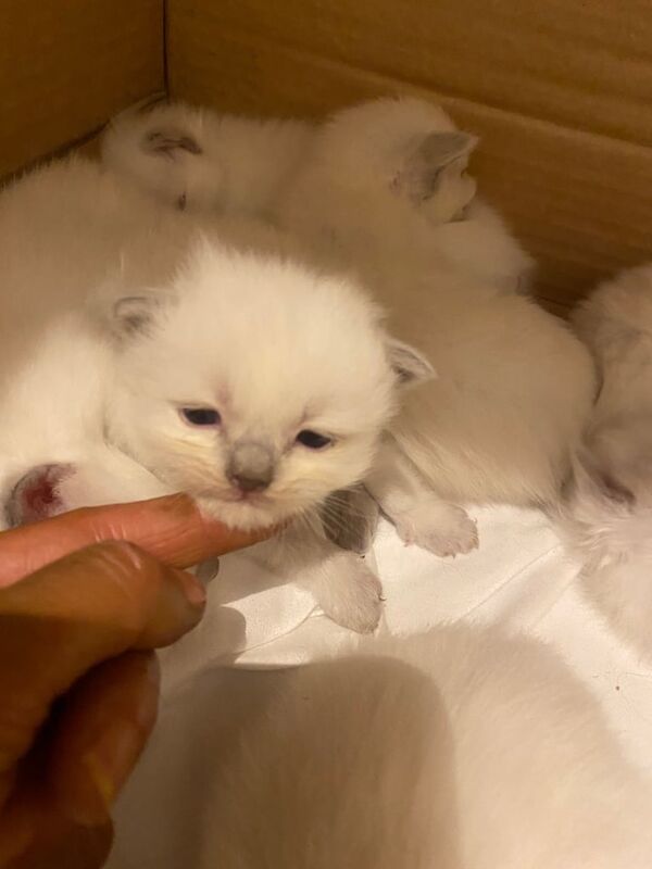 Ragdoll kittens for sale in Bettws, Gwent – 3 weeks old - Image 3 of 3