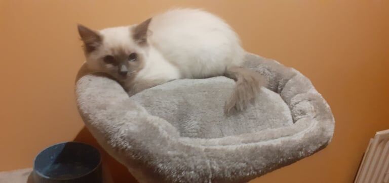 Ragdoll kittens for sale in Stonehouse, Lanarkshire – 3 months old