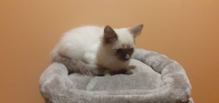 Ragdoll kittens for sale in Stonehouse, Lanarkshire – 3 months old - Image 2 of 3