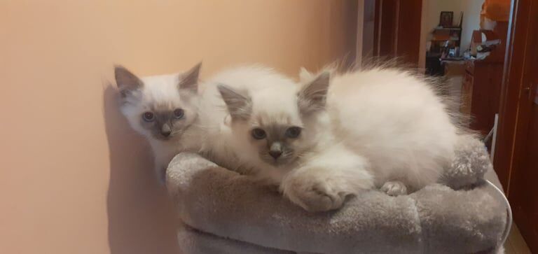Ragdoll kittens for sale in Stonehouse, Lanarkshire – 3 months old - Image 3 of 3
