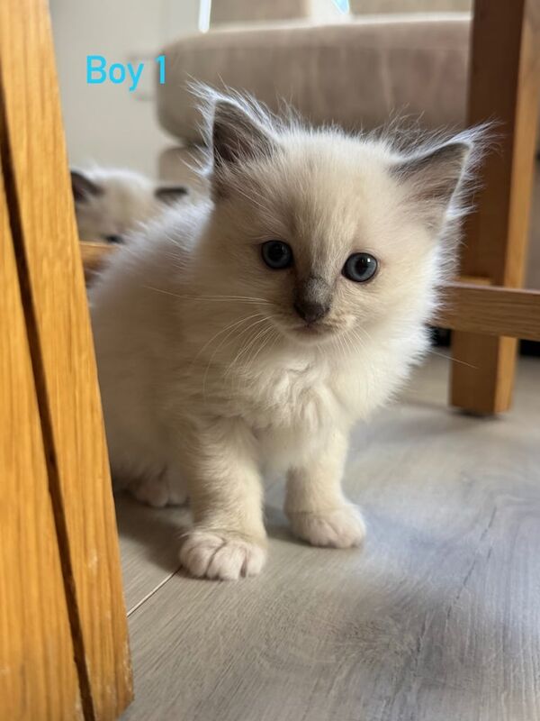 Ragdoll kittens for sale in Dundee, City of Dundee – 5 weeks old