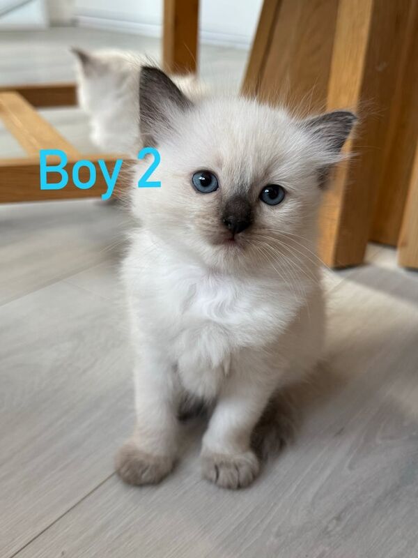 Ragdoll kittens for sale in Dundee, City of Dundee – 5 weeks old - Image 2 of 3