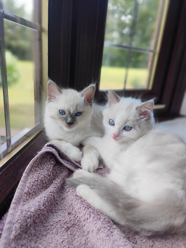Ragdoll kittens for sale in Skelmersdale, Lancashire – 9 weeks old