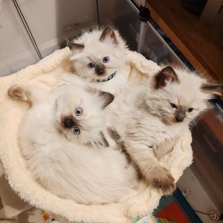 Ragdoll kittens for sale in East End, East Riding of Yorkshire – 8 weeks old