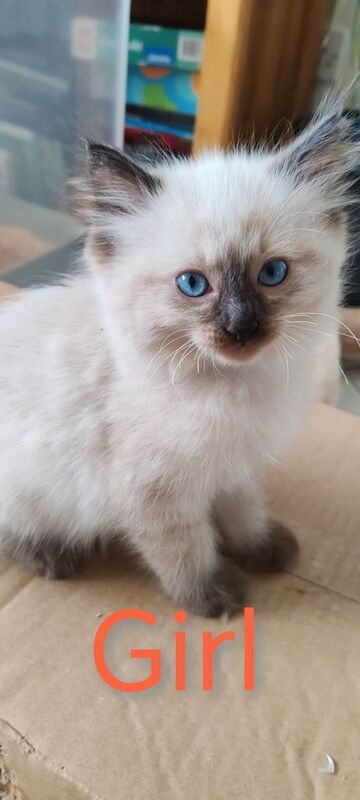 Ragdoll kittens for sale in East End, East Riding of Yorkshire – 8 weeks old - Image 2 of 3