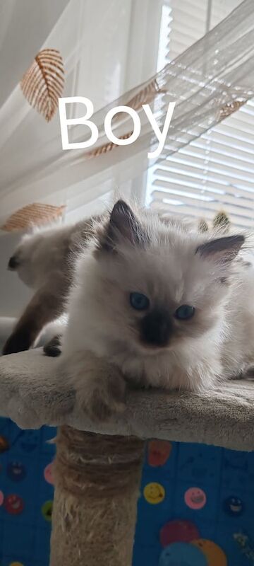 Ragdoll kittens for sale in East End, East Riding of Yorkshire – 8 weeks old - Image 3 of 3