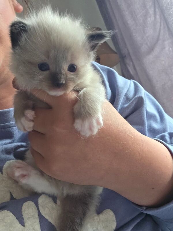 Ragdoll kittens for sale in Broxburn, West Lothian – 4 weeks old