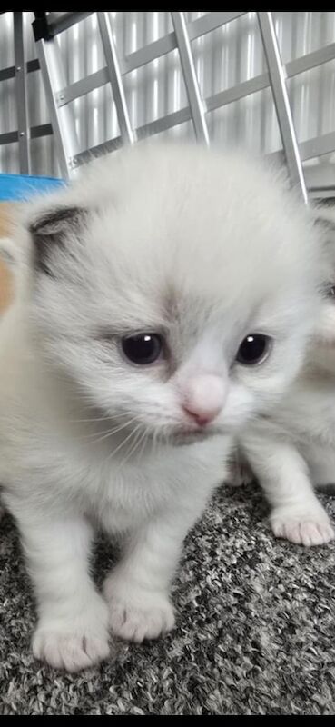 Ragdoll kittens for sale in Aberdeen, City of Aberdeen – 4 weeks old