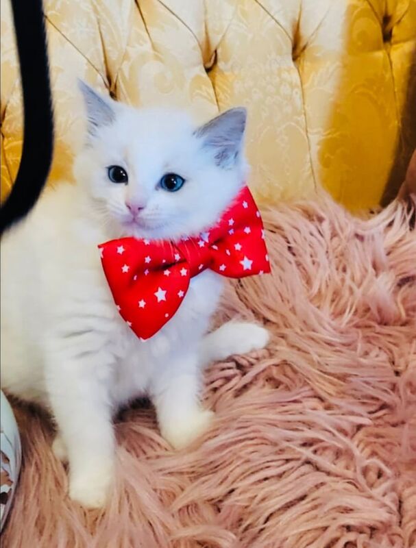 Ragdoll kittens for sale in Derby, Derbyshire – 8 weeks old