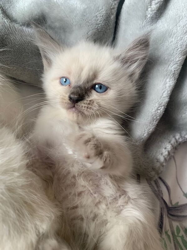 Ragdoll kittens for sale in Romford, Greater London – 8 weeks old