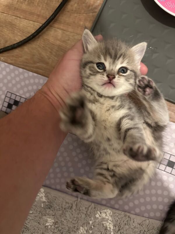 Ragdoll kittens for sale in North Motherwell, Lanarkshire – 5 weeks old