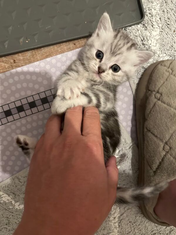 Ragdoll kittens for sale in North Motherwell, Lanarkshire – 5 weeks old - Image 2 of 3