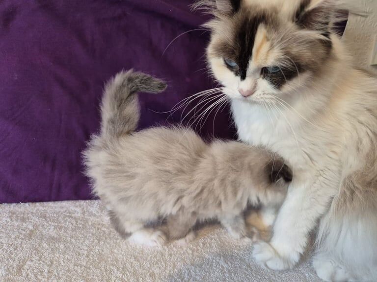 Ragdoll kittens for sale in Bromley, Greater London – 8 weeks old - Image 3 of 3