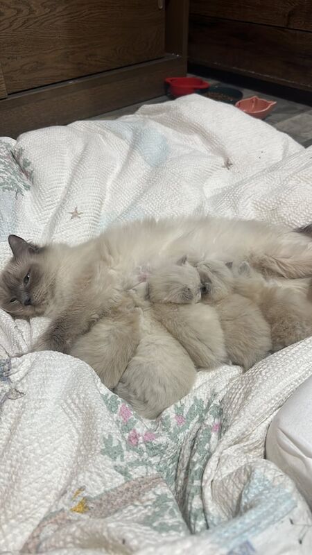 Ragdoll kittens for sale in East End, East Riding of Yorkshire – 11 weeks old - Image 3 of 3