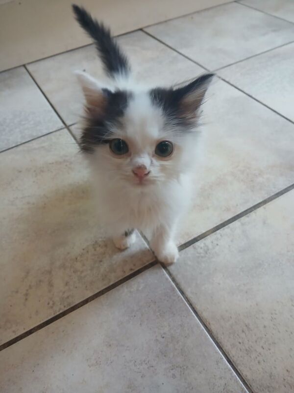 Ragdoll kittens for sale in Castle Bromwich, West Midlands – 6 months old