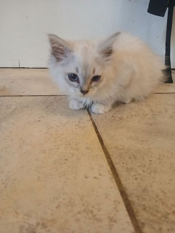 Ragdoll kittens - Image 2 of 3