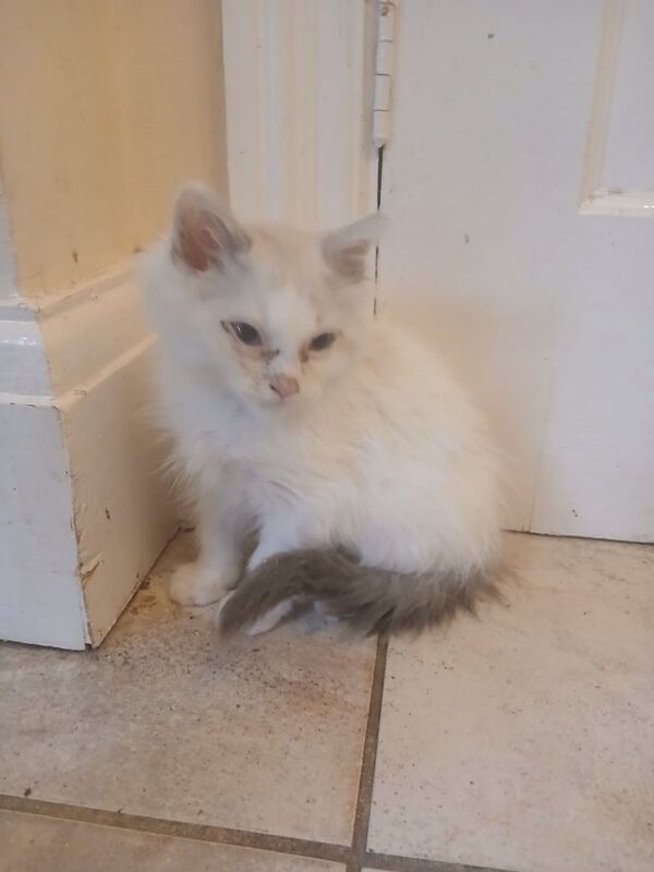 Ragdoll kittens - Image 3 of 3