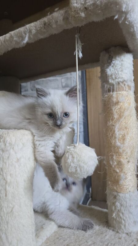 Ragdoll kittens for sale in Hertfordshire – 8 weeks old