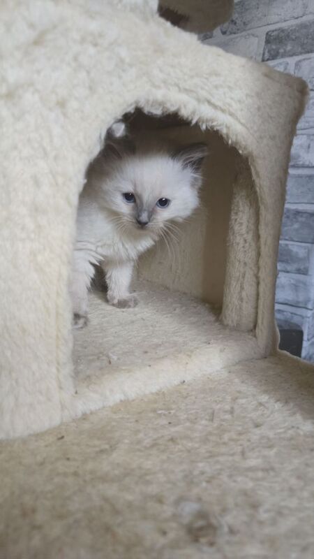 Ragdoll kittens for sale in Hertfordshire – 8 weeks old - Image 2 of 9
