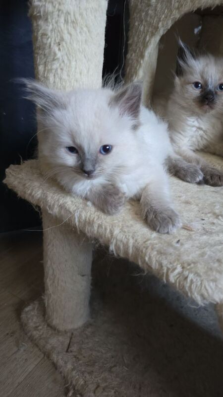 Ragdoll kittens for sale in Hertfordshire – 8 weeks old - Image 3 of 9