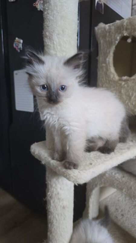 Ragdoll kittens for sale in Hertfordshire – 8 weeks old - Image 4 of 9