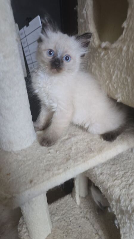 Ragdoll kittens for sale in Hertfordshire – 8 weeks old - Image 5 of 9