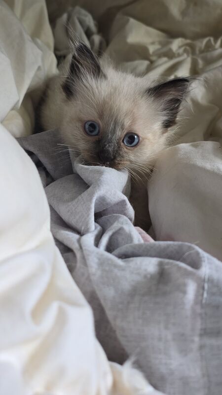 Ragdoll kittens for sale in Hertfordshire – 8 weeks old - Image 6 of 9