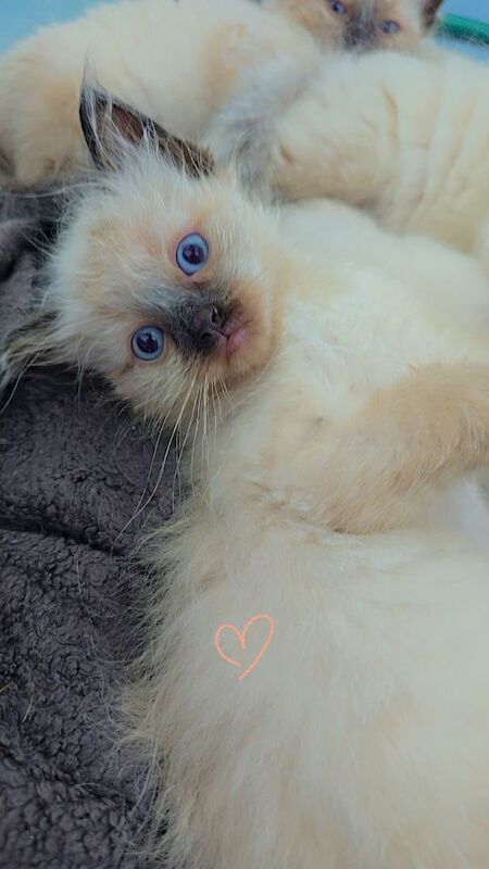 Ragdoll kittens for sale in Hertfordshire – 8 weeks old - Image 7 of 9