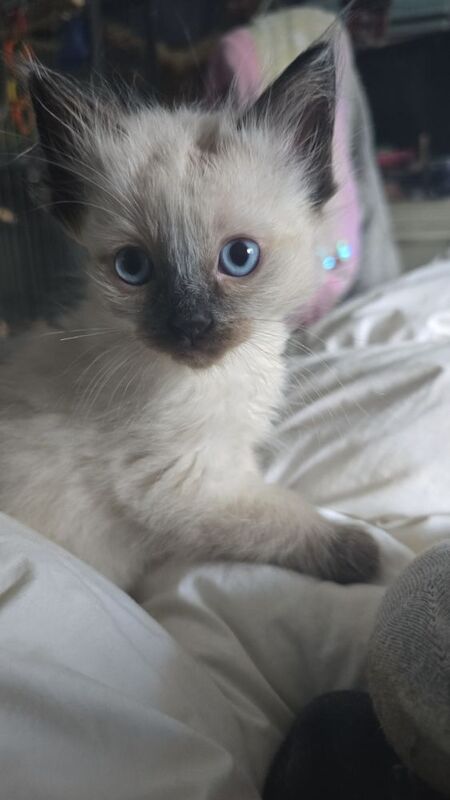 Ragdoll kittens for sale in Hertfordshire – 8 weeks old - Image 8 of 9