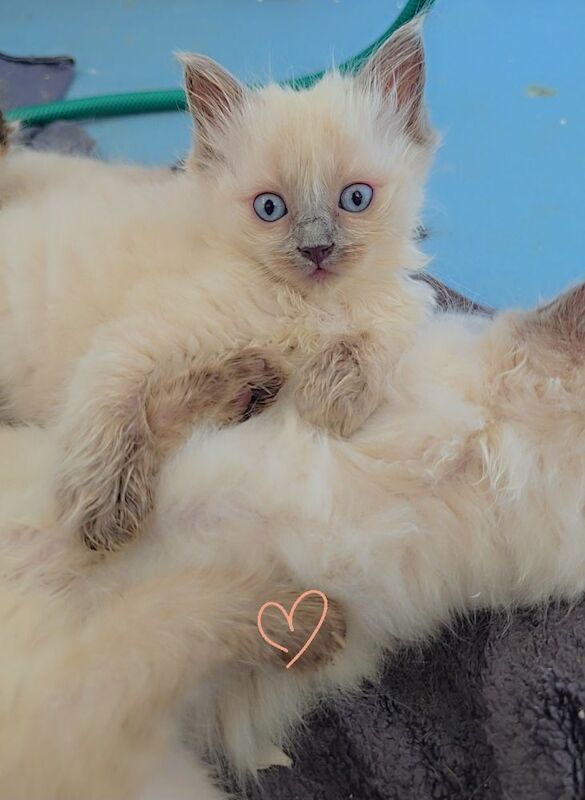 Ragdoll kittens for sale in Hertfordshire – 8 weeks old - Image 9 of 9