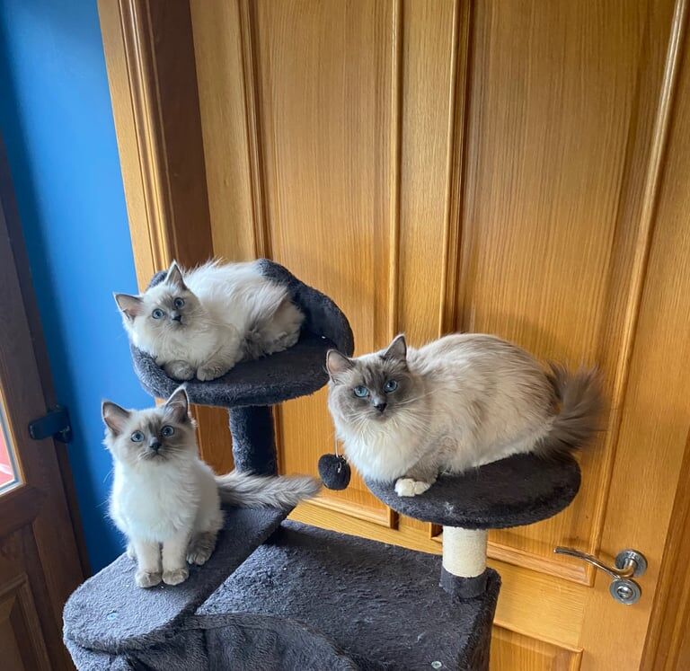 Ragdoll kittens for sale in Crossgar, County Down – 11 weeks old
