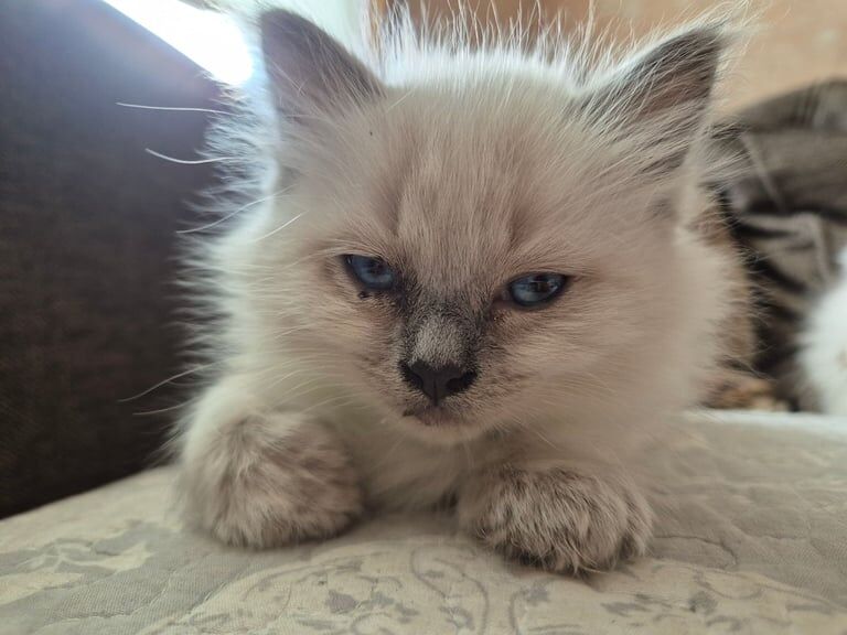 Ragdoll kittens for sale in Irvine, Ayrshire and Arran – 4 months old - Image 3 of 3