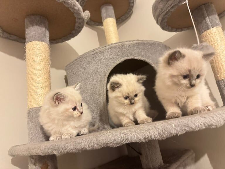 Ragdoll kittens for sale in Clydebank, Dunbartonshire – 6 weeks old