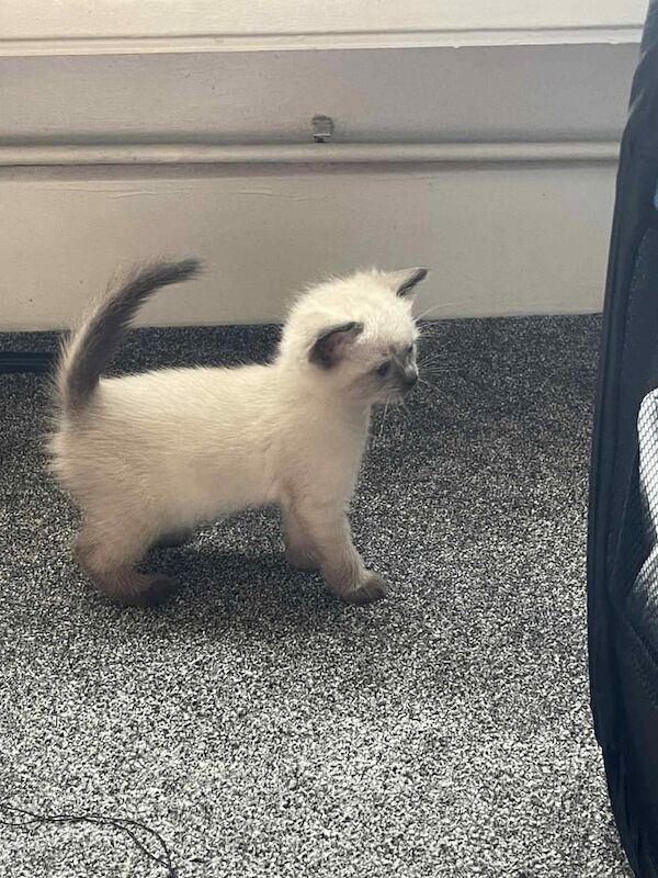 Ragdoll kittens for sale in Southampton, Hampshire – 9 weeks old