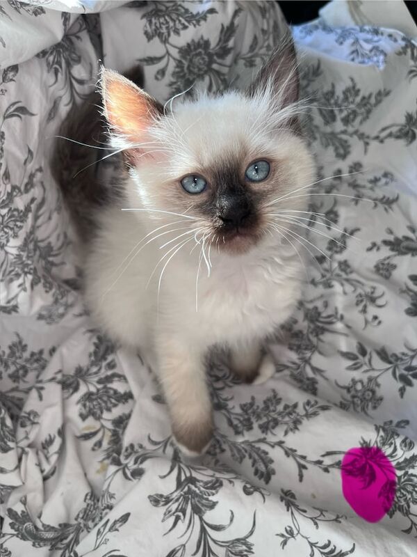 Ragdoll kittens for sale in Newtownabbey, County Antrim – 9 weeks old