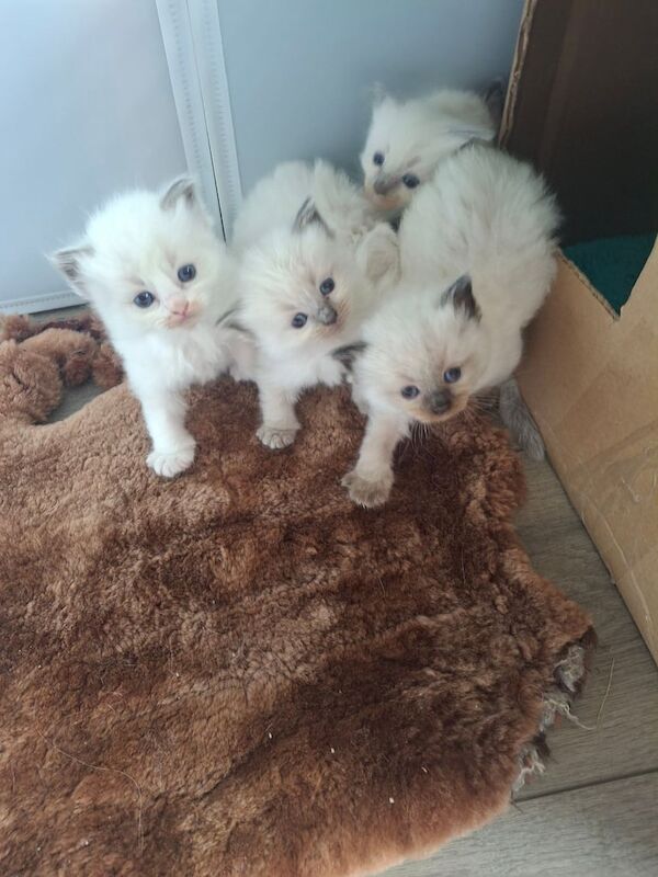 Ragdoll kittens for sale in Newport, Isle of Wight – 3 months old