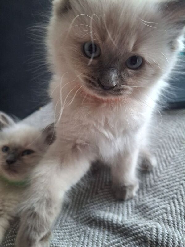 Ragdoll kittens for sale in Newport, Isle of Wight – 3 months old - Image 2 of 3