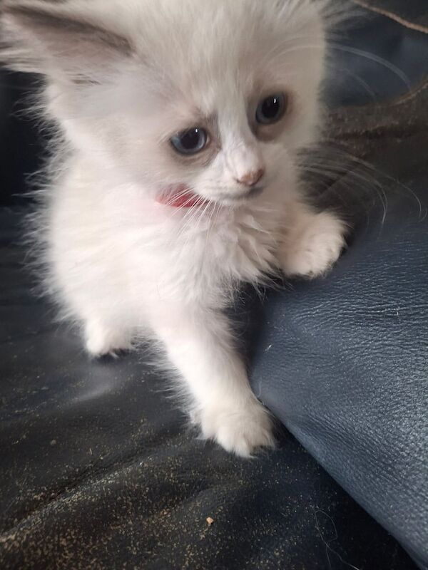 Ragdoll kittens for sale in Newport, Isle of Wight – 3 months old - Image 3 of 3