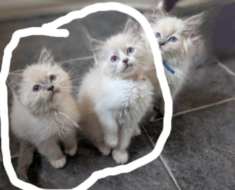 Ragdoll kittens for sale in Garston, Merseyside – 4 months old