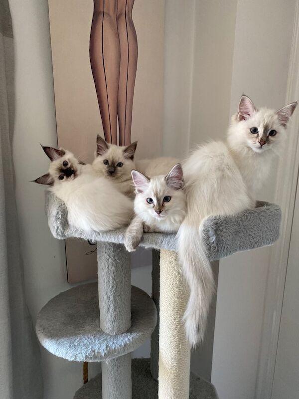 Ragdoll kittens for sale in Norwich, Norfolk – 11 weeks old