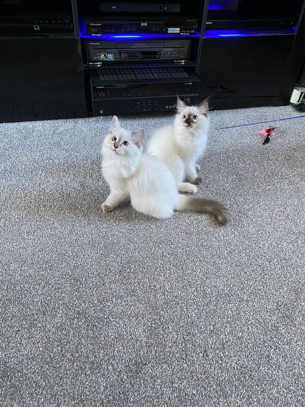 Ragdoll kittens for sale in Norwich, Norfolk – 11 weeks old - Image 2 of 3